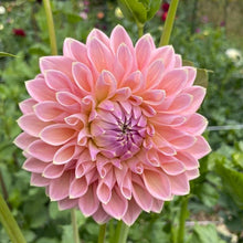 Load image into Gallery viewer, Castle Drive Dahlia Tuber - CSLD
