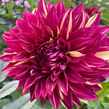 Load image into Gallery viewer, Bohemian Spartacus Dahlia Tuber - BSPT
