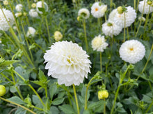 Load image into Gallery viewer, Boom Boom White Dahlia Tuber - BOOM
