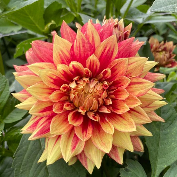 Dazzling Sun Dahlia Tuber - DAZ