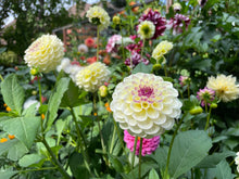 Load image into Gallery viewer, Cherish Dahlia Tuber - CHER
