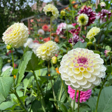 Load image into Gallery viewer, Cherish Dahlia Tuber - CHER
