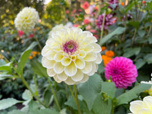 Load image into Gallery viewer, Cherish Dahlia Tuber - CHER
