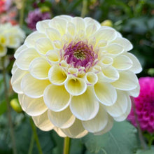 Load image into Gallery viewer, Cherish Dahlia Tuber - CHER
