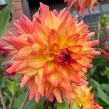 Load image into Gallery viewer, Azteca Dahlia Tuber - AZTC

