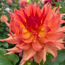 Load image into Gallery viewer, Azteca Dahlia Tuber - AZTC
