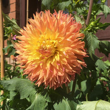 Load image into Gallery viewer, Van Isle Princess Dahlia Tuber - VIPRN
