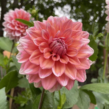 Load image into Gallery viewer, Apple Blossom (Double) Dahlia Tuber - APBD
