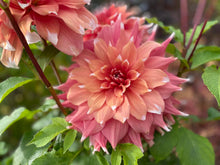 Load image into Gallery viewer, Frost Nip Dahlia Tuber - FRNP
