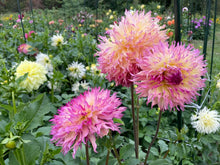 Load image into Gallery viewer, Myrtle&#39;s Folly Dahlia Tuber - MYTL
