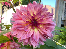 Load image into Gallery viewer, Forever Unicorn Dahlia Tuber - FUNC
