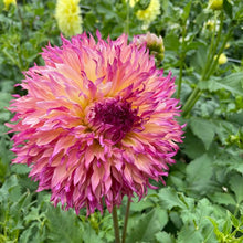 Load image into Gallery viewer, Myrtle&#39;s Folly Dahlia Tuber - MYTL
