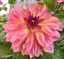 Load image into Gallery viewer, Forever Unicorn Dahlia Tuber - FUNC

