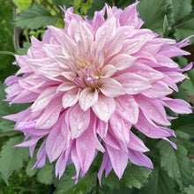 Load image into Gallery viewer, Labyrinth Two Tone Dahlia Tuber - LABT
