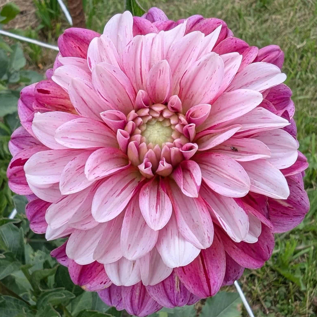 Strawberry Cream Dahlia Tuber - STRCR