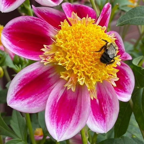 Van Isle Cancan Dahlia Tuber - VICC