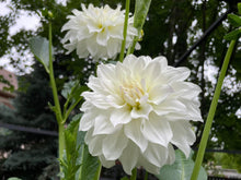 Load image into Gallery viewer, Van Isle Grace Dahlia Tuber - VIGRC
