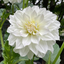 Load image into Gallery viewer, Van Isle Grace Dahlia Tuber - VIGRC
