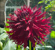 Load image into Gallery viewer, Van Isle Cherry Thorn Dahlia Tuber - VICHE
