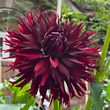 Load image into Gallery viewer, Van Isle Cherry Thorn Dahlia Tuber - VICHE

