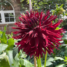Load image into Gallery viewer, Van Isle Cherry Thorn Dahlia Tuber - VICHE
