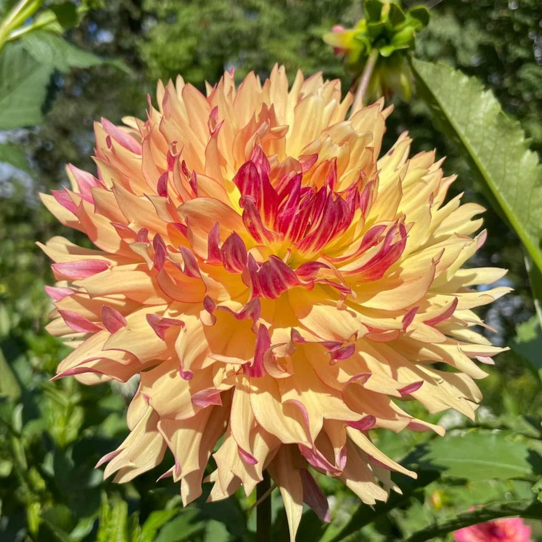 Van Isle Nebula Dahlia Tuber - VINBL