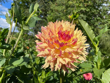 Load image into Gallery viewer, Van Isle Nebula Dahlia Tuber - VINBL
