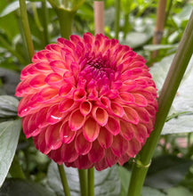 Load image into Gallery viewer, Van Isle Lyn Dahlia Tuber - VILYN

