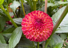 Load image into Gallery viewer, Van Isle Lyn Dahlia Tuber - VILYN
