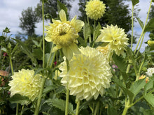 Load image into Gallery viewer, Van Isle Embrace Dahlia Tuber - VIEMB
