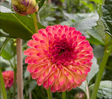 Load image into Gallery viewer, Van Isle Lyn Dahlia Tuber - VILYN
