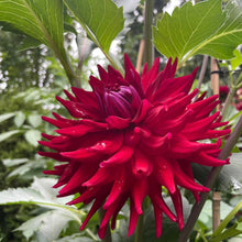 Load image into Gallery viewer, CB Valentine Dahlia Tuber - CBVL
