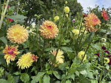 Load image into Gallery viewer, Van Isle Nebula Dahlia Tuber - VINBL
