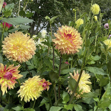 Load image into Gallery viewer, Van Isle Nebula Dahlia Tuber - VINBL

