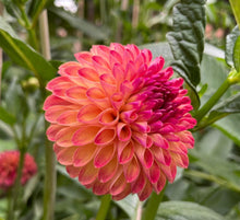 Load image into Gallery viewer, Van Isle Lyn Dahlia Tuber - VILYN
