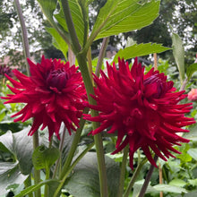 Load image into Gallery viewer, CB Valentine Dahlia Tuber - CBVL
