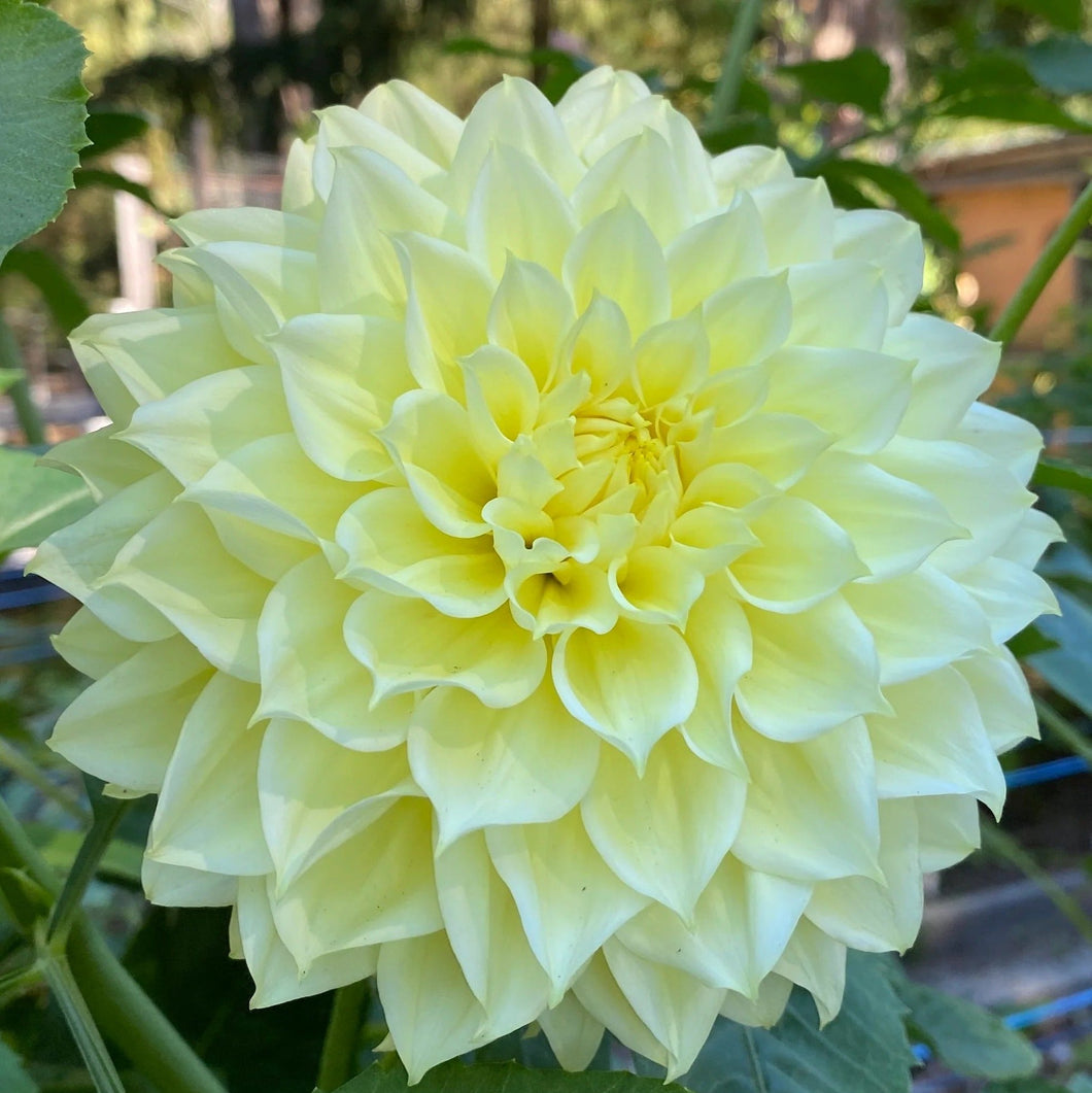 Van Isle Embrace Dahlia Tuber - VIEMB