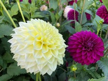 Load image into Gallery viewer, Van Isle Embrace Dahlia Tuber - VIEMB
