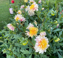 Load image into Gallery viewer, Polka Dahlia Tuber - PLK
