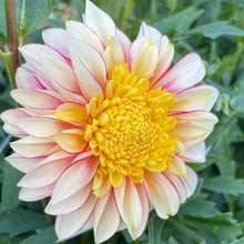 Load image into Gallery viewer, Polka Dahlia Tuber - PLK
