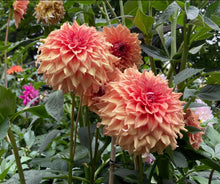 Load image into Gallery viewer, Van Isle Autumn Dahlia Tuber - VIATM
