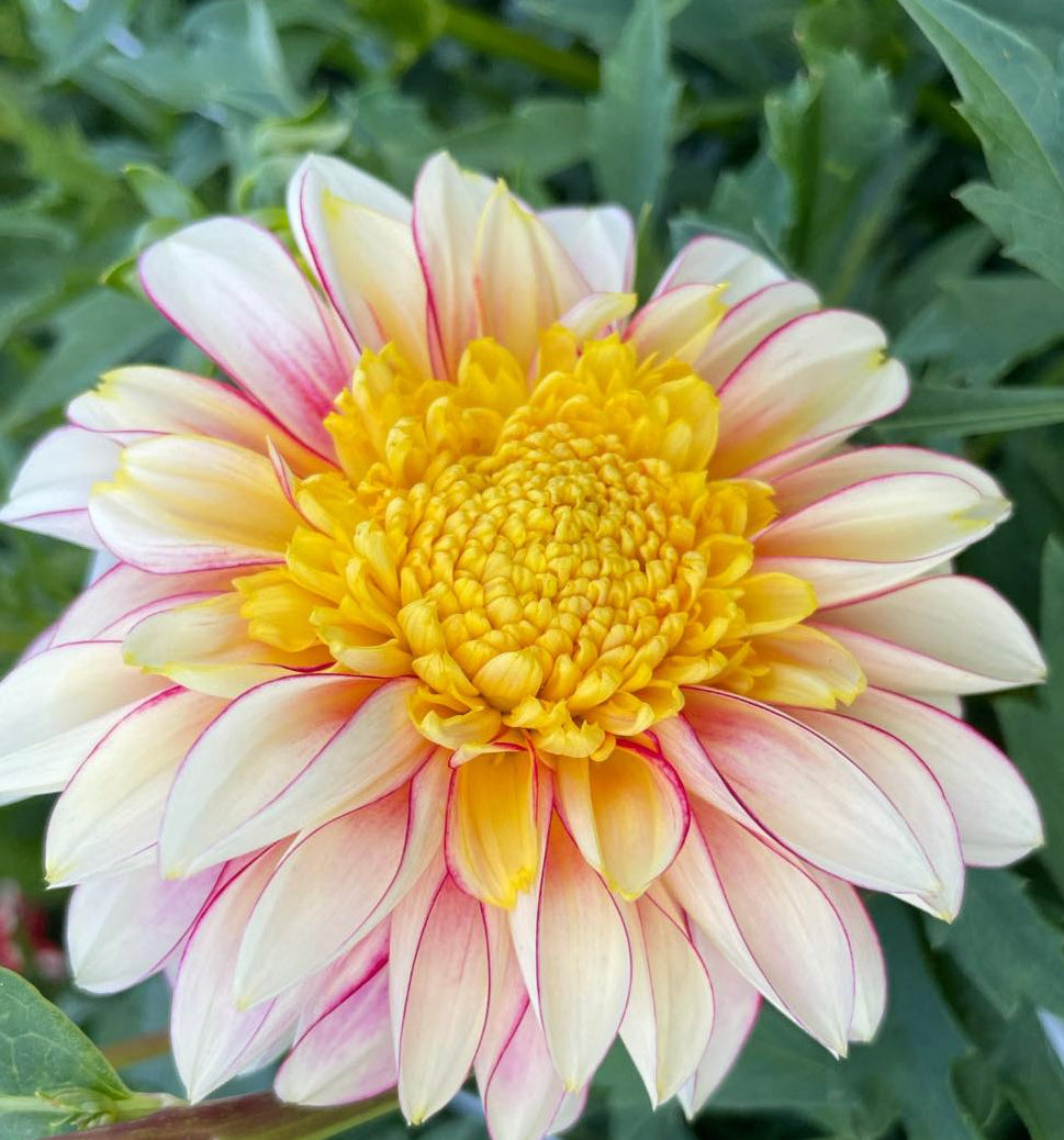 Polka Dahlia Tuber - PLK