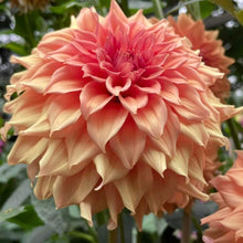 Load image into Gallery viewer, Van Isle Autumn Dahlia Tuber - VIATM
