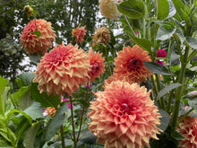 Load image into Gallery viewer, Van Isle Autumn Dahlia Tuber - VIATM
