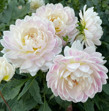 Load image into Gallery viewer, Kelgai Ann Dahlia Tuber - KEGA
