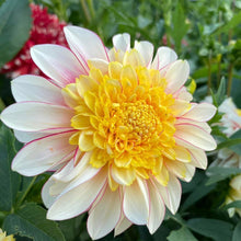 Load image into Gallery viewer, Polka Dahlia Tuber - PLK
