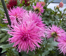 Load image into Gallery viewer, Van Isle Hope Dahlia Tuber - VIHOP
