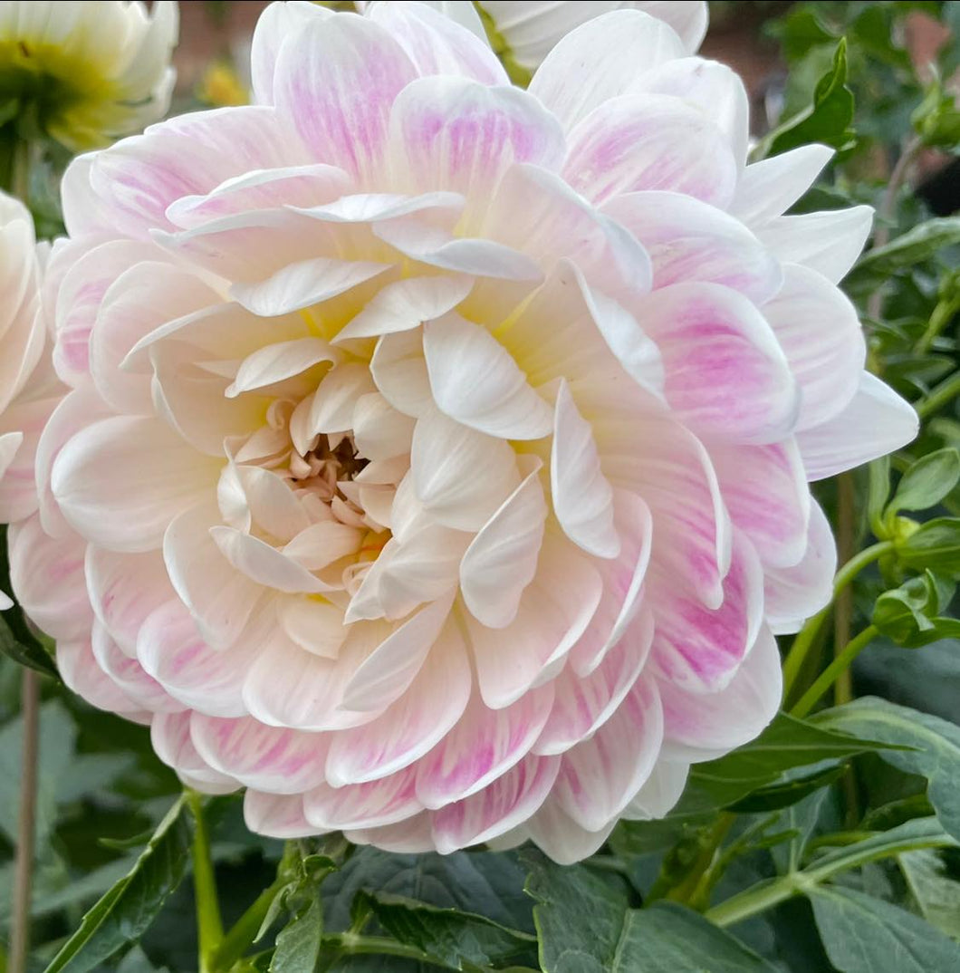 Kelgai Ann Dahlia Tuber - KEGA