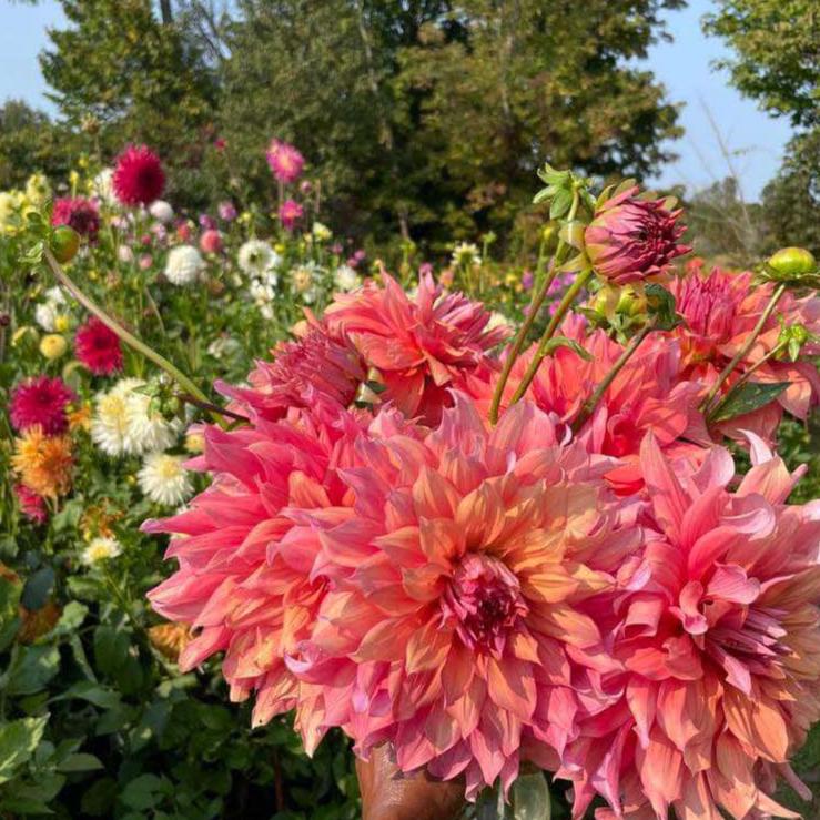Cut Flower Arrangements - 15 stems (Medium)