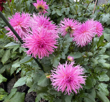 Load image into Gallery viewer, Van Isle Hope Dahlia Tuber - VIHOP
